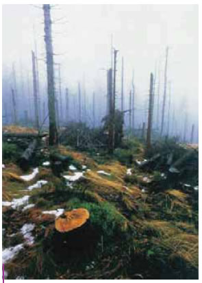 Δάσος κατεστραμμένο από την όξινη βροχή