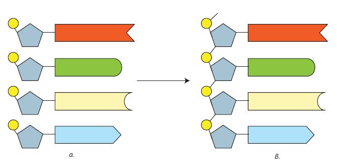Εικ. 1.6 Τα νουκλεοτίδια (α) σχηματίζουν πολυνουκλεοτιδικές αλυσίδες (β).