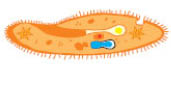 Εικ. 1.14 Το Paramecium (παραμέτσιουμ) είναι ένα πρωτόζωο που φέρει βλεφαρίδες.