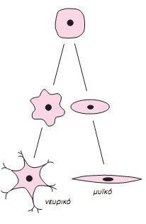 Εικ. 1.19 Όλα τα κύτταρα ενός οργανισμού είναι «απόγονοι» του ζυγωτού που στη συνέχεια διαφοροποιήθηκαν.