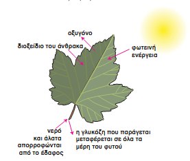 Εικ. 2.6 Τα φυτά είναι αυτότροφοι οργανισμοί και φωτοσυνθέτουν. Η φωτοσύνθεση μπορεί να περιγραφεί απλά με την παρακάτω χημική εξίσωση: διοξείδιο του άνθρακα + νερό sel44-21.jpg γλυκόζη + οξυγόνο