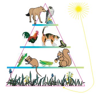 Εικ. 2.15 Αν υπολογίσουμε τη βιομάζα των οργανισμών κάθε τροφικού επιπέδου, σχηματίζεται μια τροφική πυραμίδα βιομάζας. Σε κάθε τροφικό επίπεδο αυτής της πυραμίδας «περνάει» το 10% του αμέσως προηγούμενου.