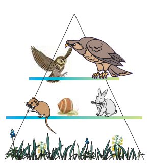 Εικ. 2.16 Στην τροφική πυραμίδα ενέργειας, σε κάθε τροφικό επίπεδο «περνάει» το 10% του αμέσως προηγούμενου.