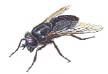 Εικ. 4.2 Οι μύγες μπορεί να μεταφέρουν παθογόνους μικροοργανισμούς στα τρόφιμα.