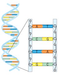 Εικ. 5.8 Κάθε αλυσίδα του DNA σχηματίζεται όταν το σάκχαρο ενός νουκλεοτιδίου συνδέεται με τη φωσφορική ομάδα του επόμενου. Ασθενείς χημικοί δεσμοί αναπτύσσονται ανάμεσα στις συμπληρωματικές βάσεις των απέναντι αλυσίδων. Το δίκλωνο, πλέον, μόριο του DNA περιελίσσεται στον χώρο, σχηματίζοντας διπλή έλικα.