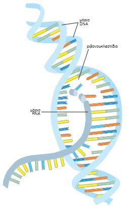 Εικ. 5.11 Η διαδικασία της μεταγραφής του DNA.