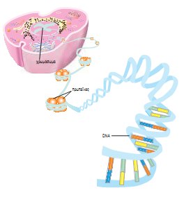 Εικ. 5.2 Tο χρωμόσωμα δομείται από DNA, το οποίο συσπειρώνεται με τη βοήθεια πρωτεϊνών.