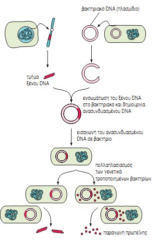 Εικ. 6.3 Δημιουργία ανασυνδυασμένου DNA και παραγωγή πρωτεΐνης από γενετικά τροποποιημένα βακτήρια.