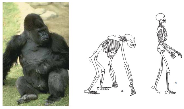 Εικ. 7.12 Ο άνθρωπος και οι ανθρωποειδείς πίθηκοι (χιμπαντζής, γορίλας κ.ά.) έχουν έναν κοινό πρόγονο. Οι διαφορές ανάμεσα στον άνθρωπο και στους ανθρωποειδείς πιθήκους γίνονται περισσότερο κατανοητές αν παρατηρήσουμε προσεκτικά τον σκελετό τους (α. ανθρωποειδής πίθηκος, β. άνθρωπος).