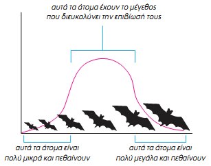 Εικ. 7.4 Σε αυτό το απλό διάγραμμα φαίνεται πώς μέσω της Φυσικής Επιλογής επιβιώνουν τελικά τα καλύτερα προσαρμοσμένα άτομα. Στο διάγραμμα απεικονίζεται το πλήθος των διαφορετικού μεγέθους νυχτερίδων σε ένα οικοσύστημα. Τελικά επιβιώνουν οι νυχτερίδες που έχουν μέγεθος που διευκολύνει την επιβίωσή τους στο συγκεκριμένο περιβάλλον. Αυτό δεν είναι ούτε πολύ μεγάλο, ώστε να δυσκολεύονται να ελιχθούν ανάμεσα στα δέντρα, ούτε πολύ μικρό, ώστε να κινδυνεύουν από περισσότερους εχθρούς.