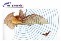 Νυχτερίδα: το ζωντανό ηχητικό ραντάρ. Η νυκτερίδα εκπέμπει υπερήχους τους οποίους χρησιμοποιεί για να προσανατολίζεται και να εντοπίζει το θήραμά της.