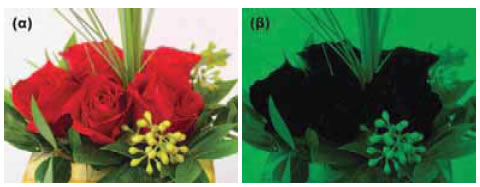 Το χρώμα ενός ετερόφωτου σώματος εξαρτάται από το χρώμα του φωτός που πέφτει πάνω του. Τα τριαντάφυλλα φωτίζονται: (α) με λευκό φως και (β) με πράσινο.
