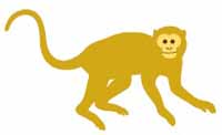 monkey