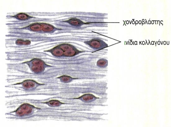 εικ. 1.1 Πλακώδη επιθηλιακά κύτταρα