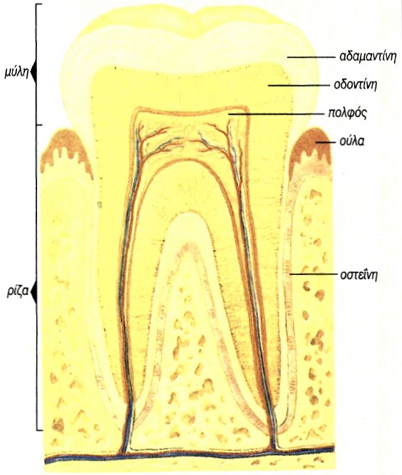 εικ. 2.5 Τομή δοντιού