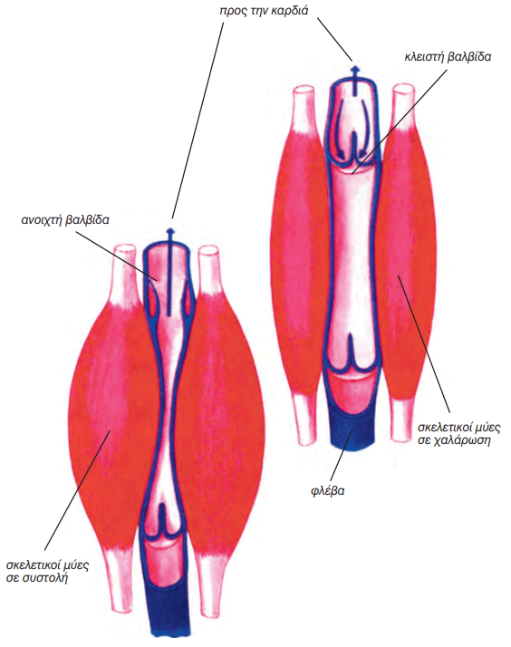 εικ. 3.12 Ροή του αίματος με τη συστολή των σκελετικών μυών