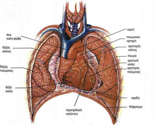 εικ. 3.1 Η θέση της καρδιάς και των κεντρικών αγγείων στη θωρακική κοιλότητα