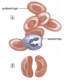 εικ. 3.16 α) κύτταρα του αίματος β) τομή ερυθροκυττάρου