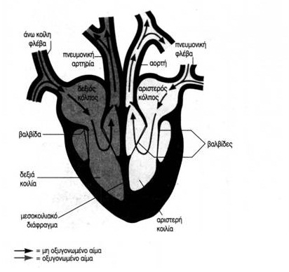 εικ. 3.4 Δομή της καρδιάς σε σχέση με τα κεντρικά