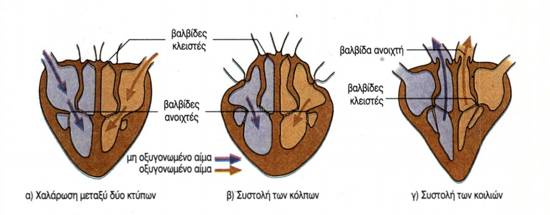 εικ. 3.5 Ροή του αίματος στην καρδιά α) Χαλάρωση (μεταξύ δύο κτύπων) β) Συστολή των κόλπων γ) Συστολή των κοιλιών.