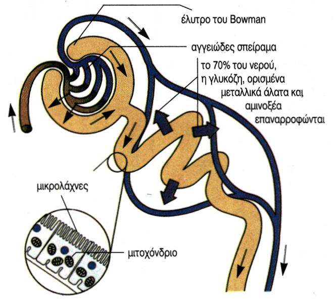 Το πρώτο τμήμα του νεφρώνα, όπου διακρίνεται σε μεγέθυνση το εσωτερικό τοίχωμα του πρώτου σπειροειδούς τμήματος του νεφρώνα