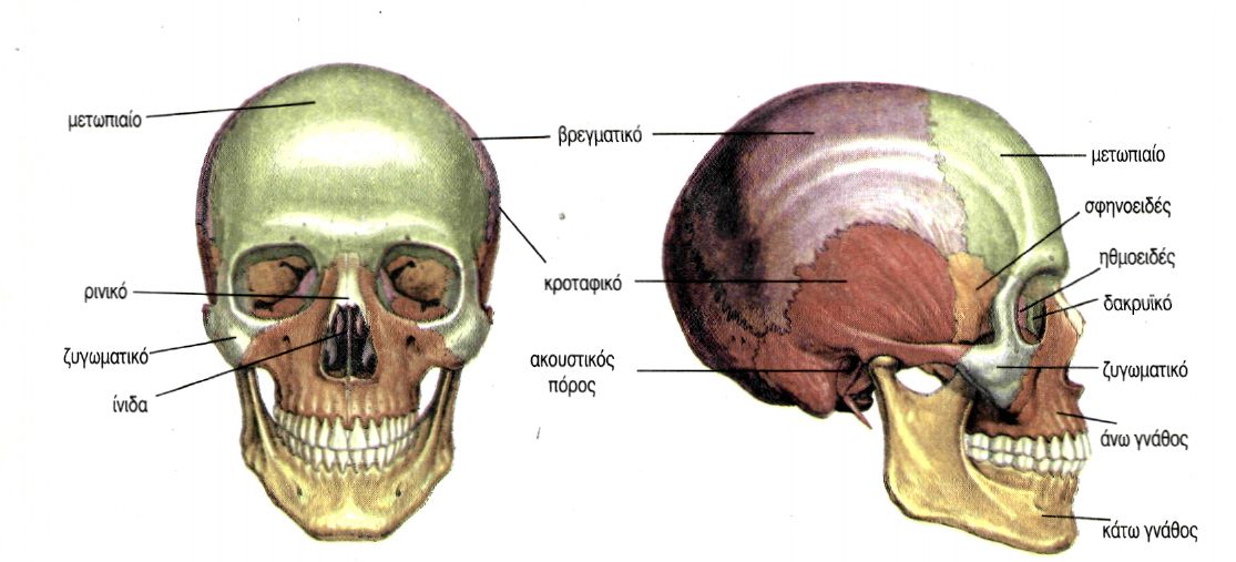 εικ. 7. 11 Σκελετός της κεφαλής οστά του προσωπικού κρανίου και οστά του εγκεφαλικού κρανίου