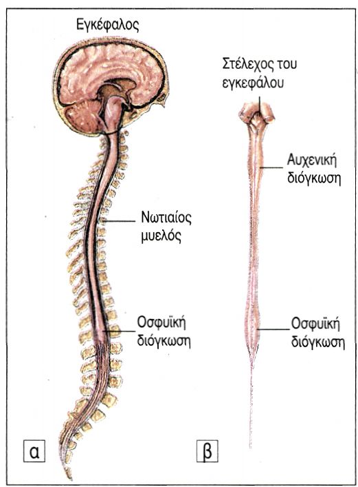 εικ. 9.10 α. Κεντρικό νευρικό σύστημα β. Νωτιαίος μυελός.