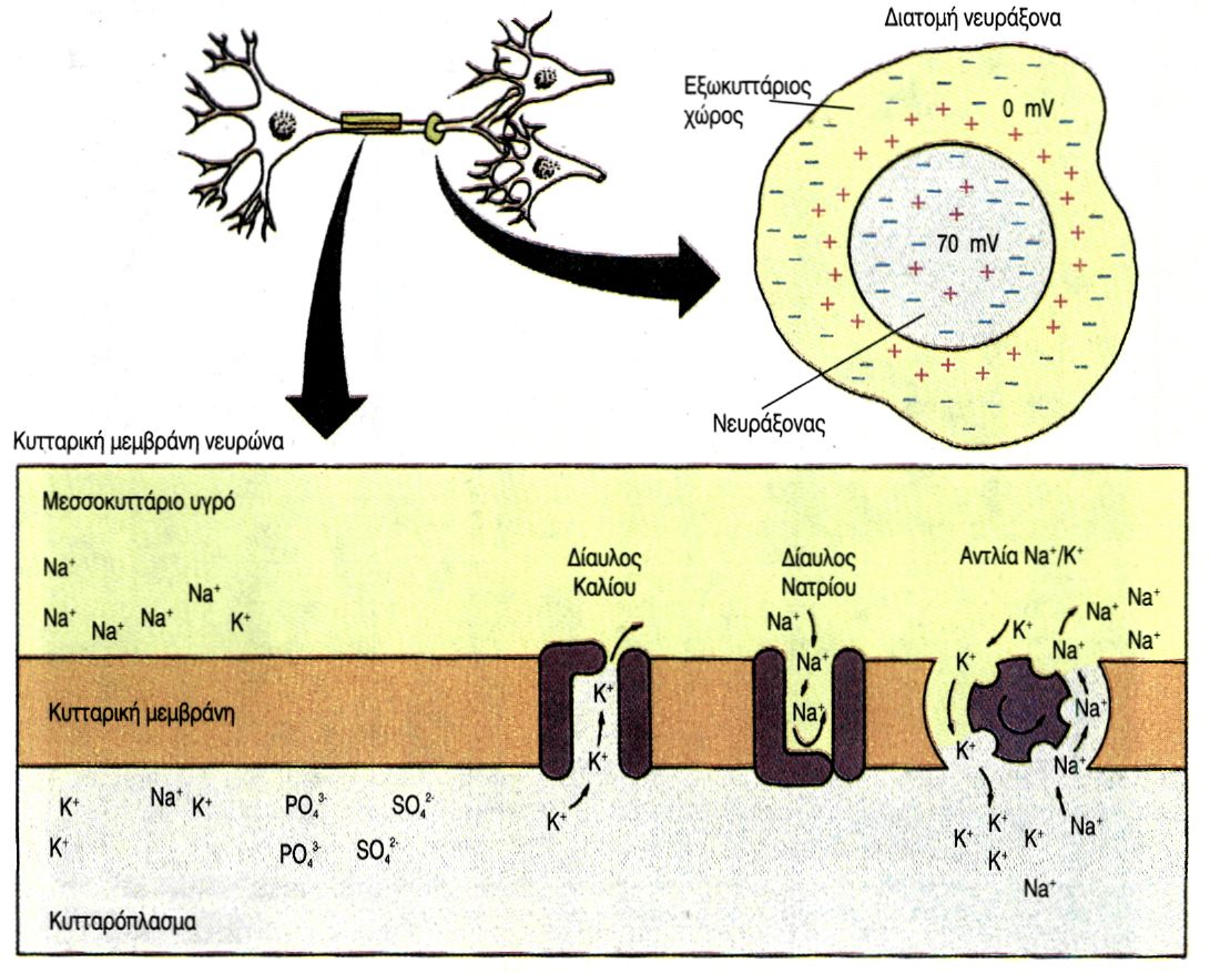 εικ. 9.2 Κατανομή ιόντων στη μεμβράνη του νευρώνα στο δυναμικό ηρεμίας