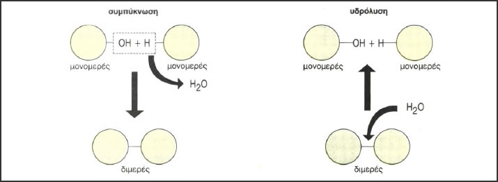 Σχηματική παράσταση των μηχανισμών συμπύκνωσης και υδρόλυσης