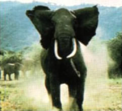 Ο ελέφαντας έχει κινητική ενέργεια περίπου 25.000Joule.