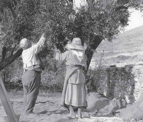 Το μάζεμα της ελιάς: εποχική αγροτική εργασία (R.A. McCabe, Ελλάδα:Τα χρόνια της αθωότητας, εκδ. Πατάκη, 2003).
