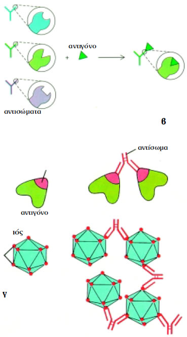 Eικόνα 1.24: α) Σύνδεση αντισώματος - αντιγόνου, β) συμπληρωματικότητα αντισώματος - αντιγόνου, γ) ένα αντίσωμα συνδέεται με περισσότερα από ένα αντιγόνα.
