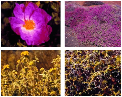 Εικόνα 2.9: Χαρακτηριστικά φυτά φρυγανικού οικοσυστήματος (λαδανιά, θυμάρι, ασφάκα, γαλαστοιβή)