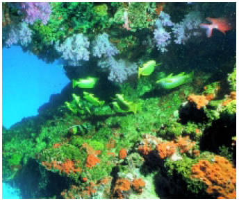 Εικόνα 2.11: Οι κοραλλιογενείς ύφαλοι έχουν μεγάλη μεικτή πρωτογενή παραγωγικότητα.