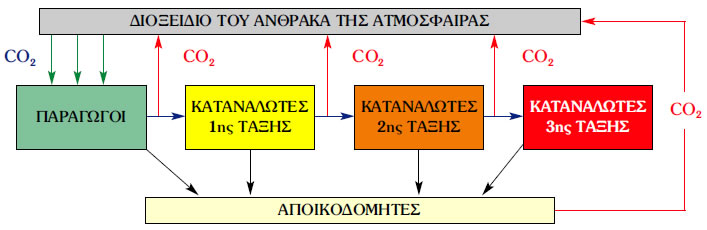 Εικόνα 2.12: Ο κύκλος του άνθρακα Τα πράσινα βέλη αντιπροσωπεύουν τη φωτοσύνθεση, τα κόκκινα την κυτταρική αναπνοή, τα κυανά την κατανάλωση και τα μαύρα την αποικοδόμηση.