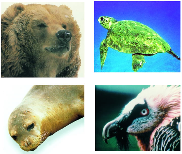 Εικόνα 2.25: Μερικά από τα απειλούμενα είδη στην Ελλάδα: καφετιά αρκούδα, θαλάσσια χελώνα, μεσογειακή φώκια, γυπαετός