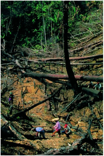 Εικόνα 2.29: Αποψίλωση των τροπικών δασών