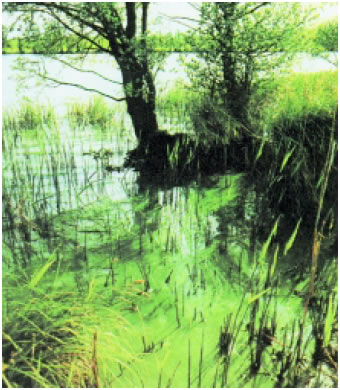 Εικόνα 2.43: Το πράσινο χρώμα των νερών είναι ένδειξη ευτροφισμού.