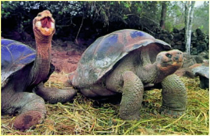Γιγαντιαίες χελώνες στα νησιά Γκαλαπάγκος