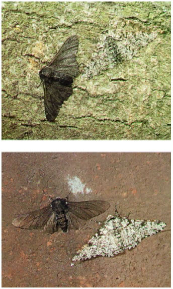 Εικόνα 3.7: Οι δύο παραλλαγές της πεταλούδας Biston betularia, που διαφέρουν ως προς το χρωματισμό τους.