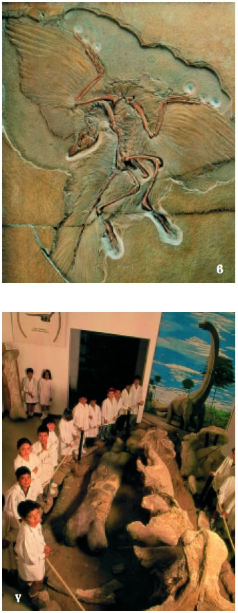 Εικόνα 3.12: Παραδείγματα απολιθωμάτων: α) έντομο παγιδευμένο σε κεχριμπάρι, β) απολίθωμα του Αρχαιοπτέρυγος, του πρώτου γνωστού πτηνού (ηλικίας 150 εκατ. ετών), γ) απολιθωμένος σκελετός Δεινόσαυρου