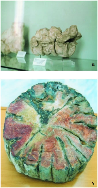 Εικόνα 3.13: Απολιθώματα από την Ελλάδα: α) σπόνδυλοι θηλαστικού από τη Σάμο, β) αμμωνίτης από το Μπαλί Ρεθύμνου, γ) τμήμα απολιθωμένου κορμού κωνοφόρου δέντρου (ηλικίας 20 εκατ. ετών) και δ) αποτύπωμα φύλλου από το απολιθωμένο δάσος στο Σίγρι Μυτιλήνης