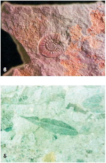 Εικόνα 3.13: Απολιθώματα από την Ελλάδα: α) σπόνδυλοι θηλαστικού από τη Σάμο, β) αμμωνίτης από το Μπαλί Ρεθύμνου, γ) τμήμα απολιθωμένου κορμού κωνοφόρου δέντρου (ηλικίας 20 εκατ. ετών) και δ) αποτύπωμα φύλλου από το απολιθωμένο δάσος στο Σίγρι Μυτιλήνης