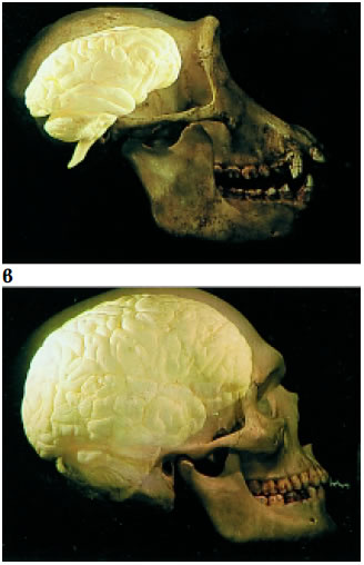 Εικόνα 3.14: α) Σύγκριση της σπονδυλικής στήλης του ανθρώπου και του χιμπαντζή, β) σύγκριση του κρανίου και του εγκεφάλου (επάνω: χιμπαντζής, κάτω: άνθρωπος), γ) αντιτακτό δάχτυλο στα πόδια του χιμπατζή