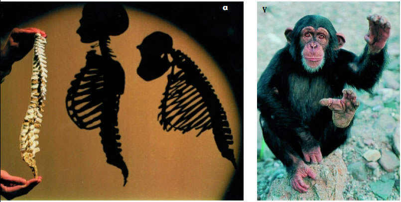 Εικόνα 3.14: α) Σύγκριση της σπονδυλικής στήλης του ανθρώπου και του χιμπαντζή, β) σύγκριση του κρανίου και του εγκεφάλου (επάνω: χιμπαντζής, κάτω: άνθρωπος), γ) αντιτακτό δάχτυλο στα πόδια του χιμπατζή