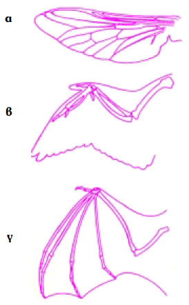 Εικόνα 3.16: Οι πτέρυγες της μύγας (α) τα φτερά των πουλιών (β) και το δέρμα πυ καλύπτει τα άνω άκρα της νυχτερίδας (γ) χαρακτηρίζονται εώς ανάλογα όργανα, επειδή, παρ' όλο που έχουν διαφορετική κατασκευή και φυλογενετική προέλευση, εκτελούν την ίδια λειτουργία.