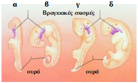 Εικόνα 3.18: Έμβρυα: α) ψαριού, β) ερπετού, γ) πτηνού, δ) ανθρώπου