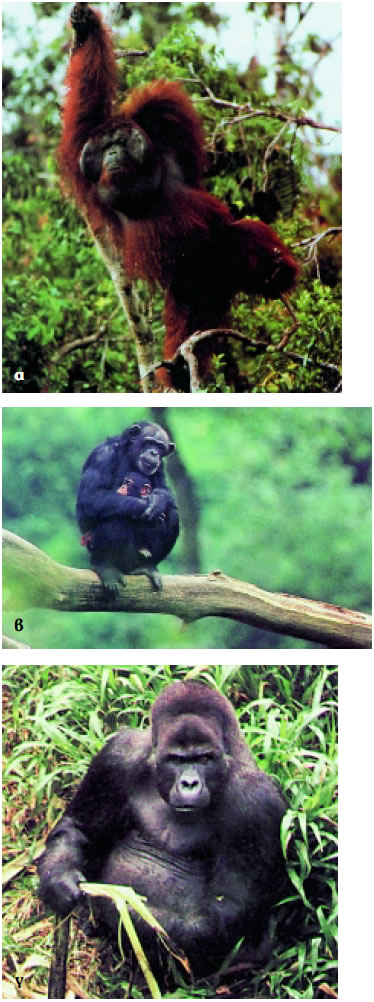 Εικόνα 3.20: Αντιπροσωπευτικά είδη Πρωτευόντων: α) ουραγκοτάγκος, β) χιμπαντζής, γ) γορίλας