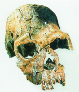 Εικόνα 3.24: Κρανίο του Homo habilis
