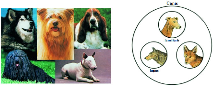 Εικόνα 3.3: Τα σκυλιά ανήκουν όλα στο ίδιο είδος (Canis familiaris). Ο σκύλος και ο λύκος είναι συγγενικά είδη και ανήκουν στο ίδιο γένος, όμως ο λύκος αποτελεί διαφορετικό είδος (Canis lupus).